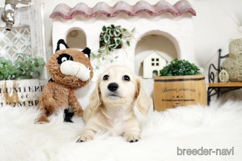 成約済の佐賀県のカニンヘンダックスフンド(ロングヘアード)-180254