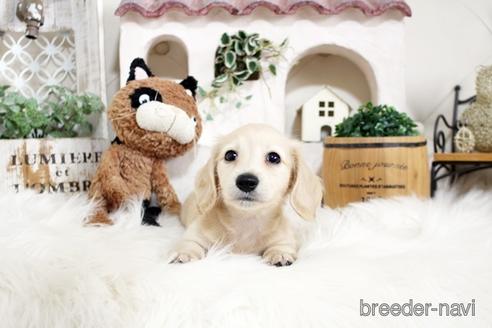 成約済の佐賀県のカニンヘンダックスフンド(ロングヘアード)-180254の5枚目