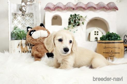 成約済の佐賀県のカニンヘンダックスフンド(ロングヘアード)-180254の4枚目