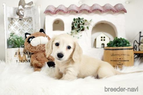 成約済の佐賀県のカニンヘンダックスフンド(ロングヘアード)-180254の3枚目