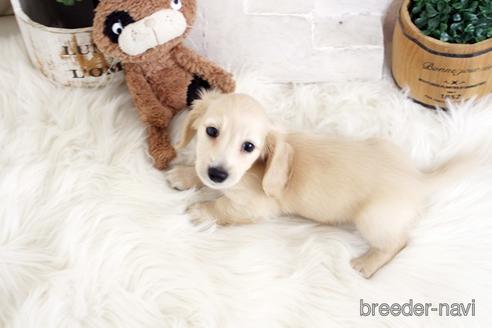 成約済の佐賀県のカニンヘンダックスフンド(ロングヘアード)-180254の2枚目