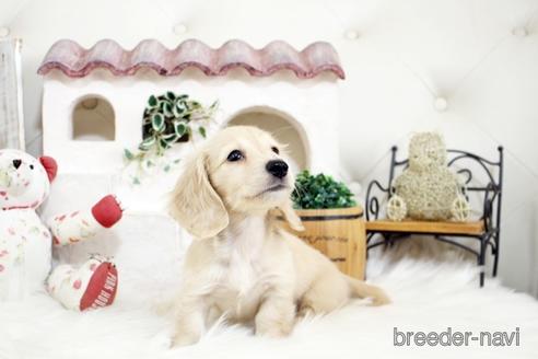 成約済の佐賀県のカニンヘンダックスフンド(ロングヘアード)-180256の1枚目