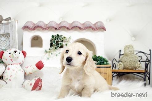 成約済の佐賀県のカニンヘンダックスフンド(ロングヘアード)-180256の4枚目