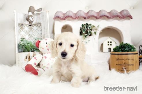 成約済の佐賀県のカニンヘンダックスフンド(ロングヘアード)-180256の3枚目