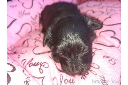 成約済の愛知県のミックス犬-182741の14枚目