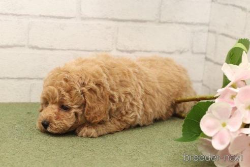 成約済の愛知県のタイニープードル-182782の3枚目