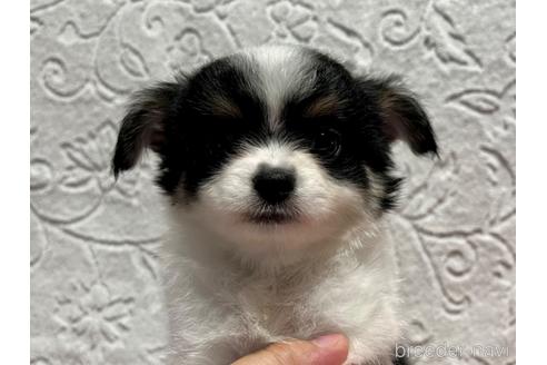 成約済の滋賀県のチワワ(ロングコート)-181096の1枚目