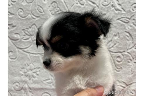 成約済の滋賀県のチワワ(ロングコート)-181096の3枚目