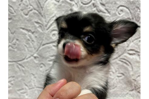 成約済の滋賀県のチワワ(ロングコート)-181098の1枚目