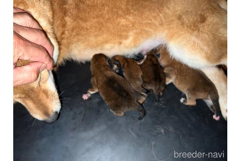 成約済の熊本県の柴犬-182801