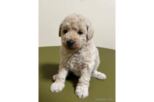 成約済の愛知県のトイプードル-182802の1枚目