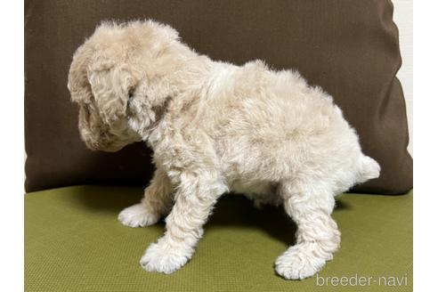 成約済の愛知県のトイプードル-182802の3枚目