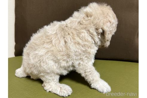 成約済の愛知県のトイプードル-182802の4枚目