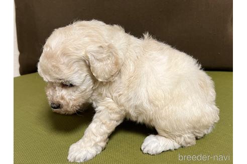 成約済の愛知県のトイプードル-182804の4枚目