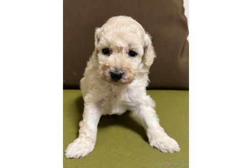 成約済の愛知県のトイプードル-182804の1枚目