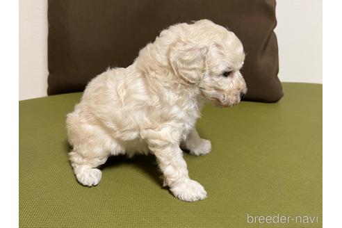 成約済の愛知県のトイプードル-182804の2枚目