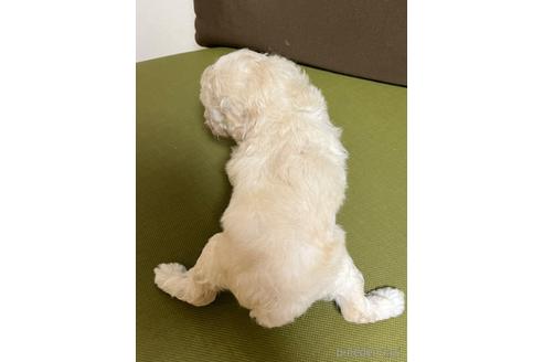 成約済の愛知県のトイプードル-182804の3枚目