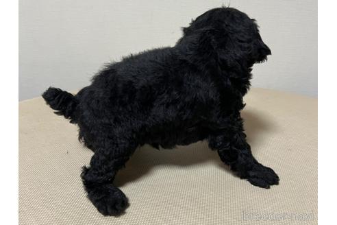 成約済の愛知県のトイプードル-182805の3枚目