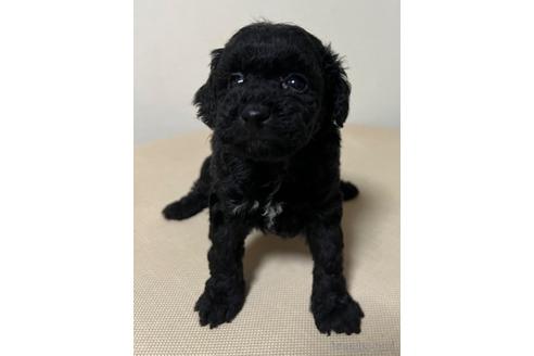 成約済の愛知県のトイプードル-182805の1枚目