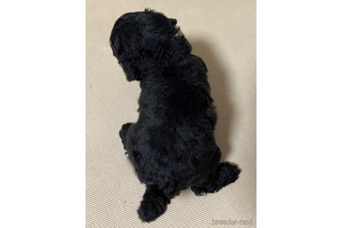 成約済の愛知県のトイプードル-182805の4枚目