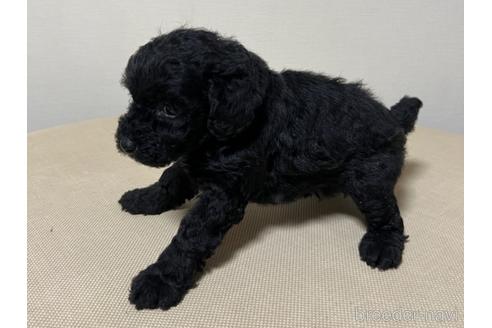 成約済の愛知県のトイプードル-182805の2枚目