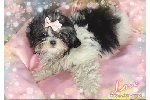 成約済の東京都のミックス犬-171587の2枚目