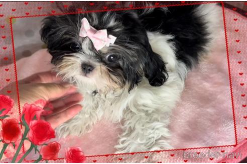 成約済の東京都のミックス犬-171587の3枚目