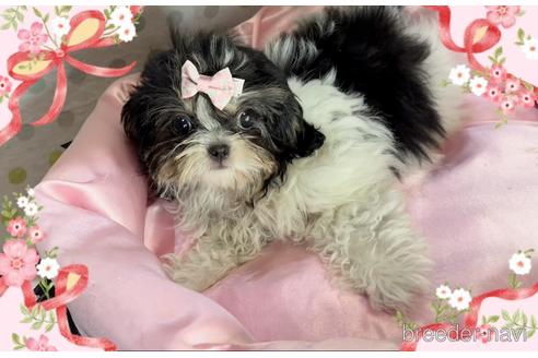 成約済の東京都のミックス犬-171587の6枚目