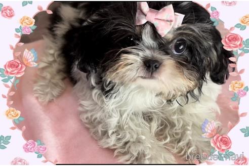 成約済の東京都のミックス犬-171587の5枚目