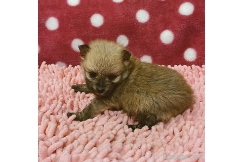 成約済の山口県のポメラニアン-181485の4枚目