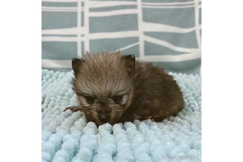 成約済の山口県のポメラニアン-181487の8枚目