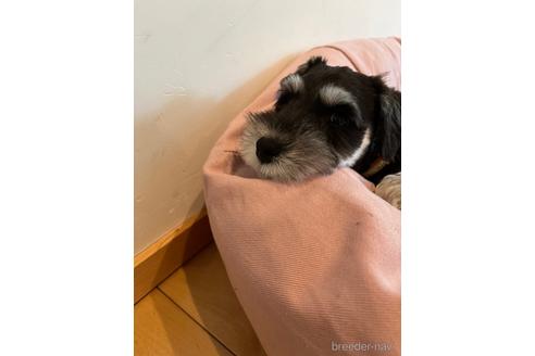 成約済の静岡県のミニチュアシュナウザー-174365の10枚目
