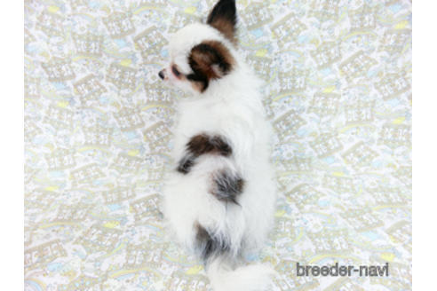 成約済の千葉県のパピヨン-176915の8枚目