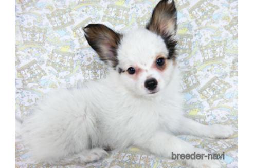 成約済の千葉県のパピヨン-176915の7枚目