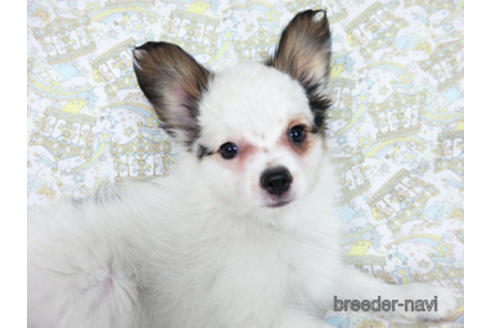 成約済の千葉県のパピヨン-176915の6枚目