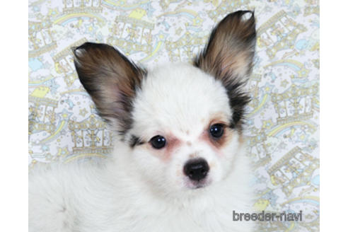 成約済の千葉県のパピヨン-176915の5枚目