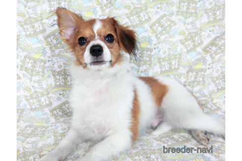 成約済の千葉県のパピヨン-180485の7枚目