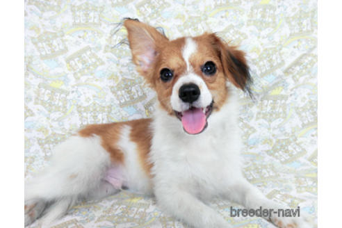 成約済の千葉県のパピヨン-180485の6枚目