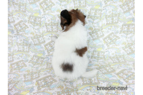 成約済の千葉県のパピヨン-181717の8枚目