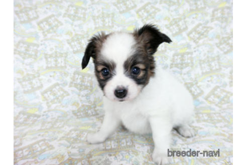 成約済の千葉県のパピヨン-181717の7枚目