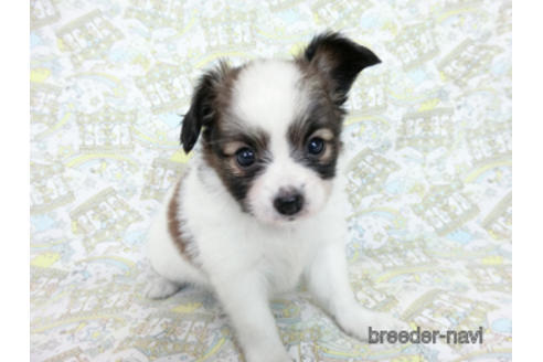 成約済の千葉県のパピヨン-181717の6枚目