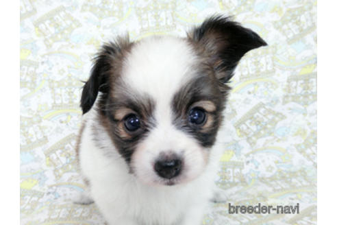 成約済の千葉県のパピヨン-181717の5枚目