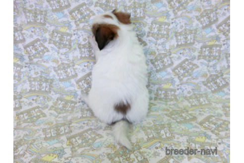 成約済の千葉県のパピヨン-182868の12枚目