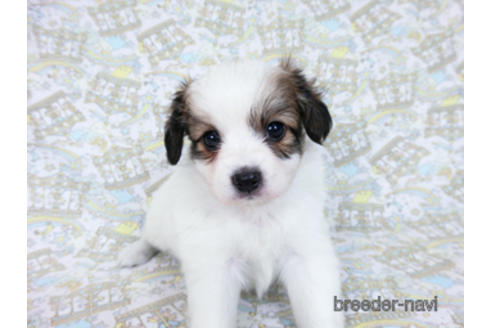 成約済の千葉県のパピヨン-182868の11枚目