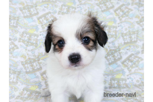 成約済の千葉県のパピヨン-182868の10枚目