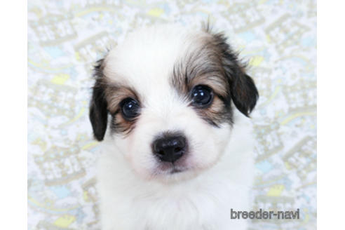 成約済の千葉県のパピヨン-182868の9枚目