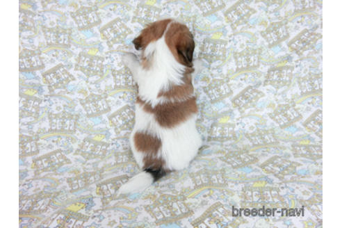 成約済の千葉県のパピヨン-182871の4枚目