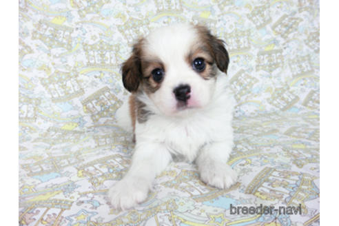 成約済の千葉県のパピヨン-182871の3枚目