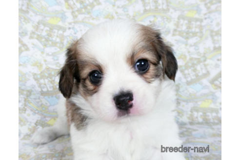 成約済の千葉県のパピヨン-182871の2枚目