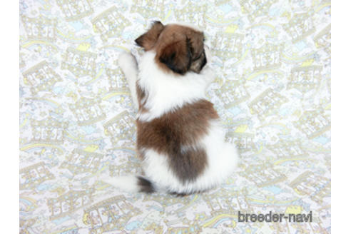 成約済の千葉県のパピヨン-182872の12枚目